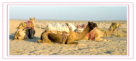 Camel in Pushkar